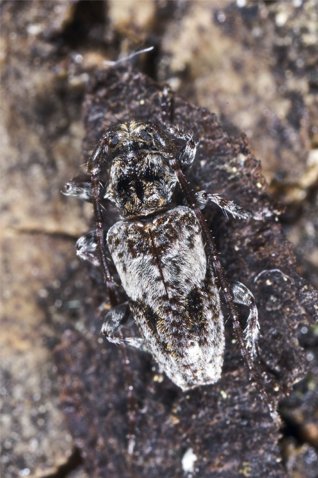 Pogonocherus decoratus (Cerambycidae)